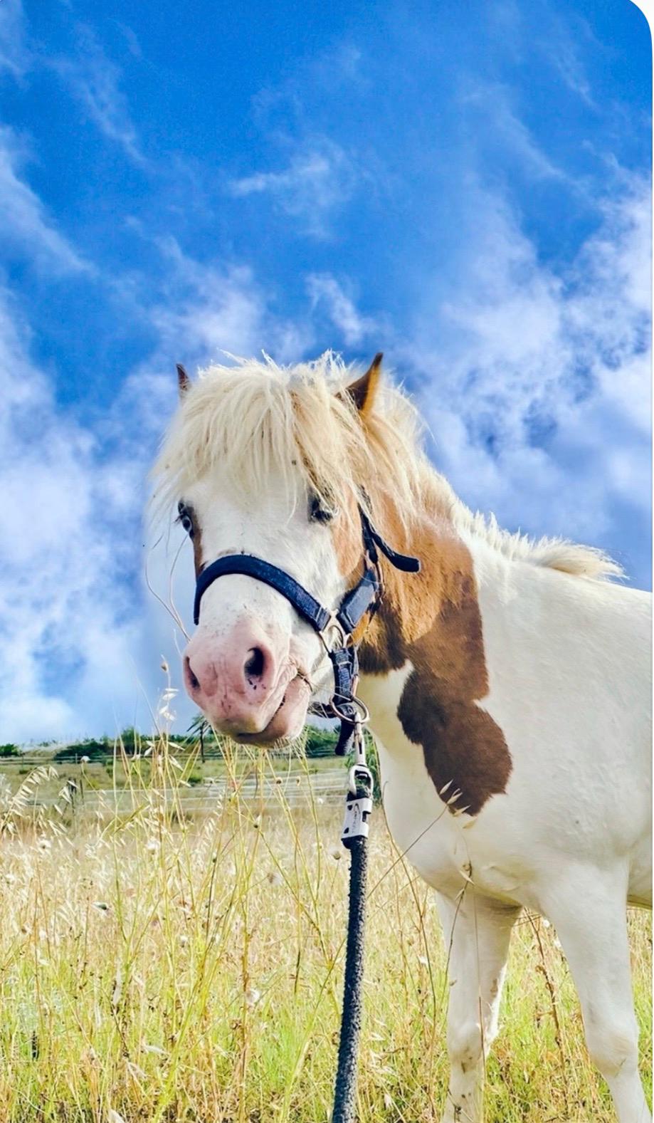 Blue, le jeune cheval aux yeux bleus