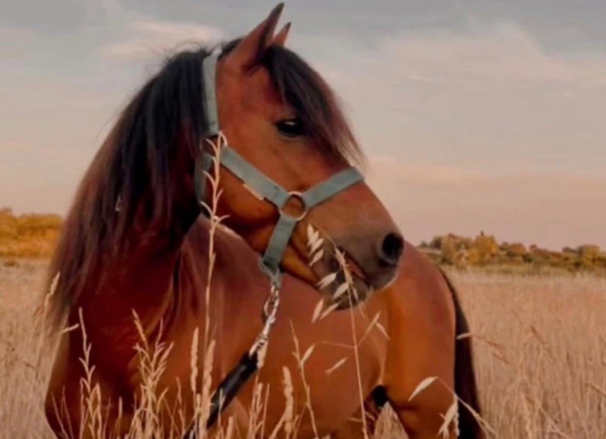 Boumbo, le cheval calme