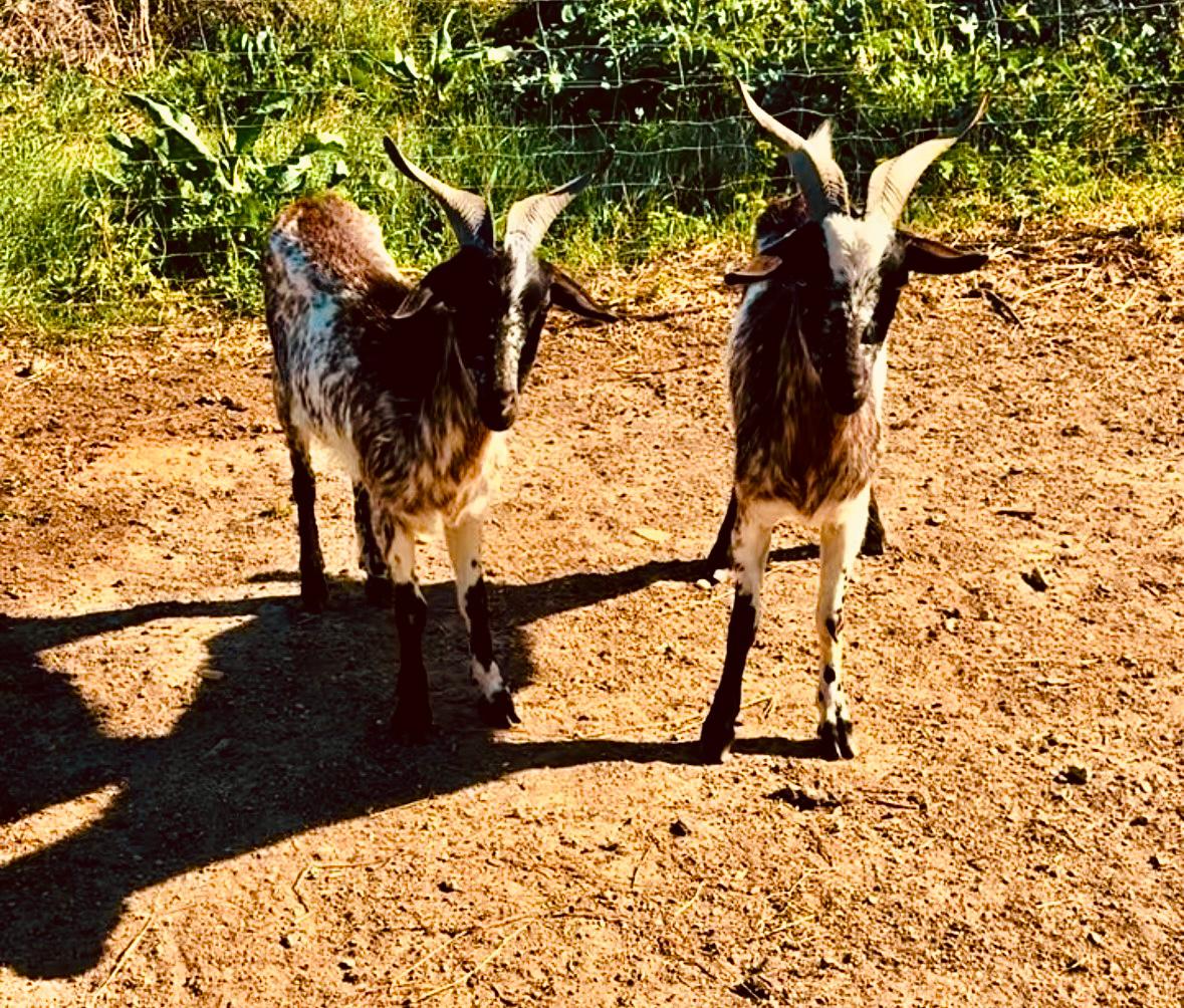Lynette et Susan, les chèvres